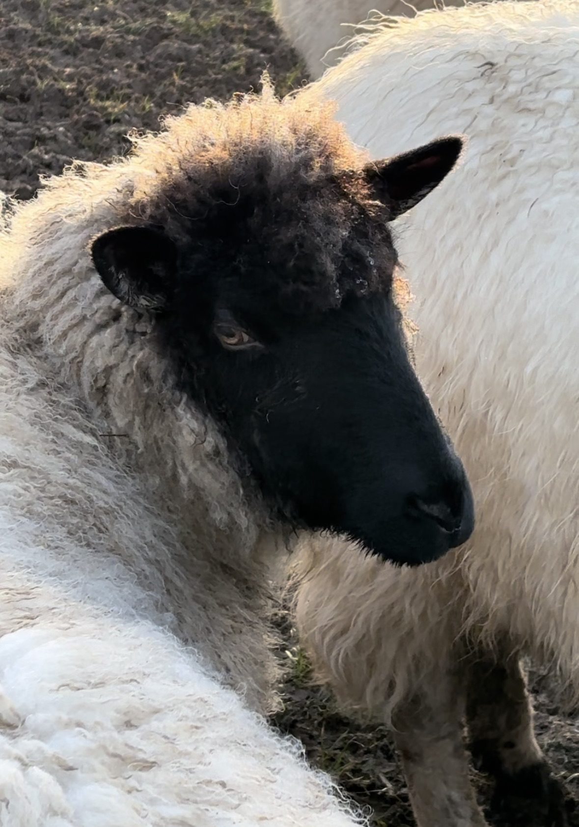 Celebrating Native Breeds: The Rich Diversity of British Wool
