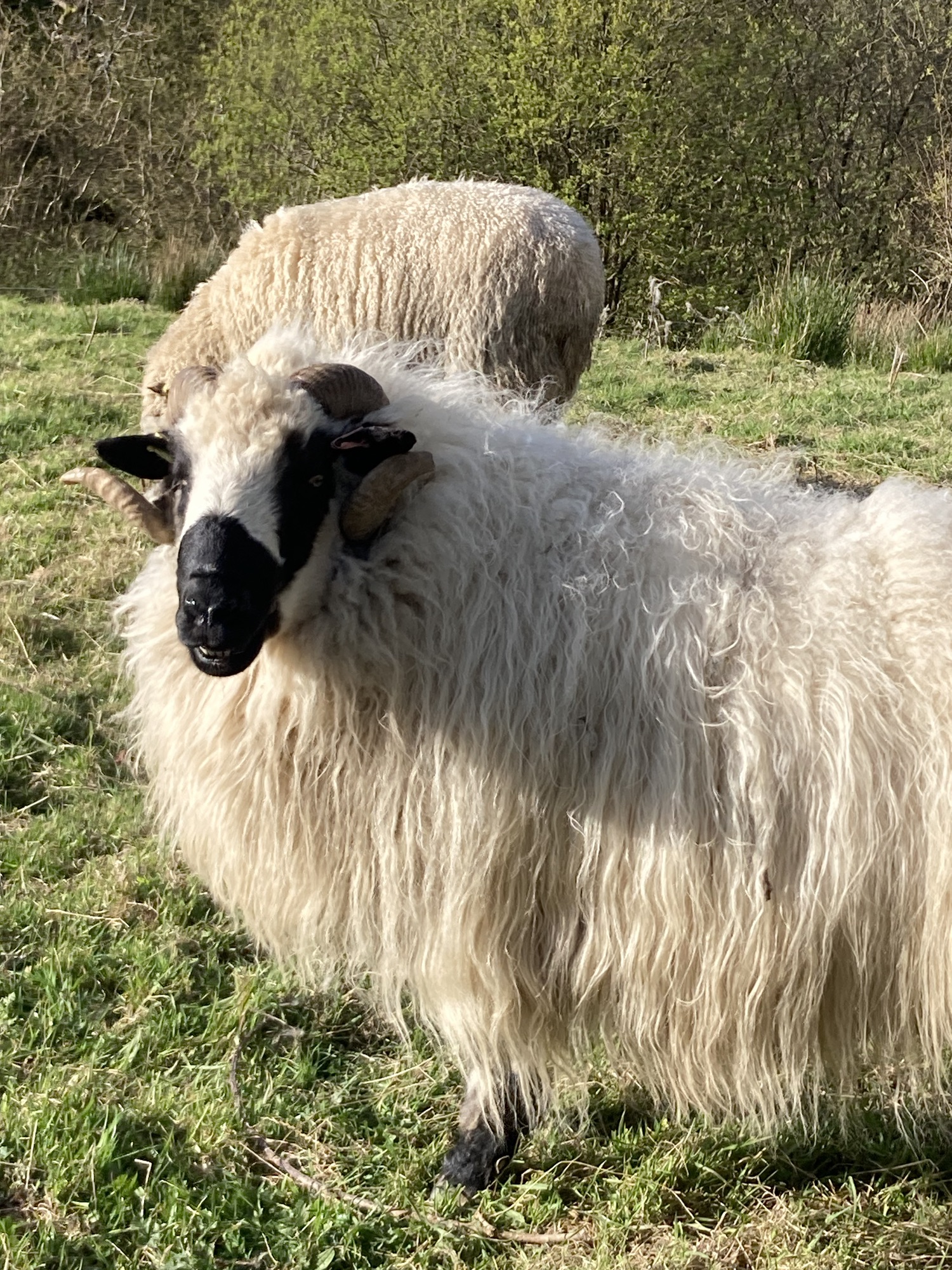 The Valais Blacknose Sheep: