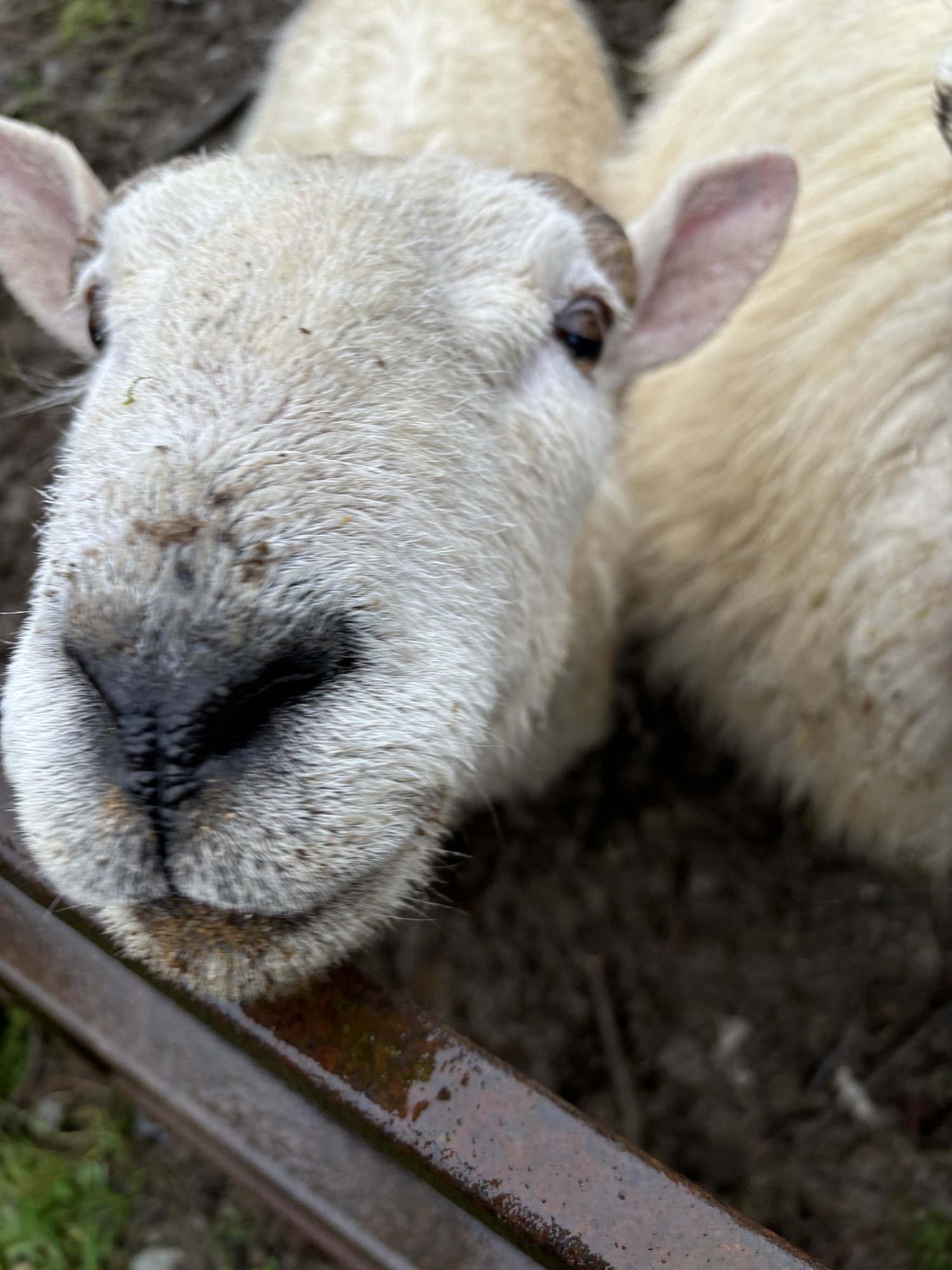 Brecknockshire Cheviot Sheep: